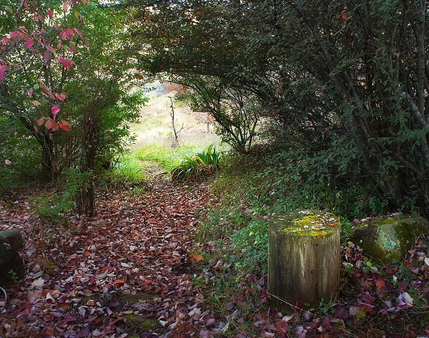 Birches Cottage & The Willows Garden Room Underberg Ngoại thất bức ảnh
